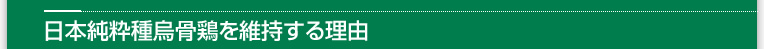 純粋種烏骨鶏を維持する理由
