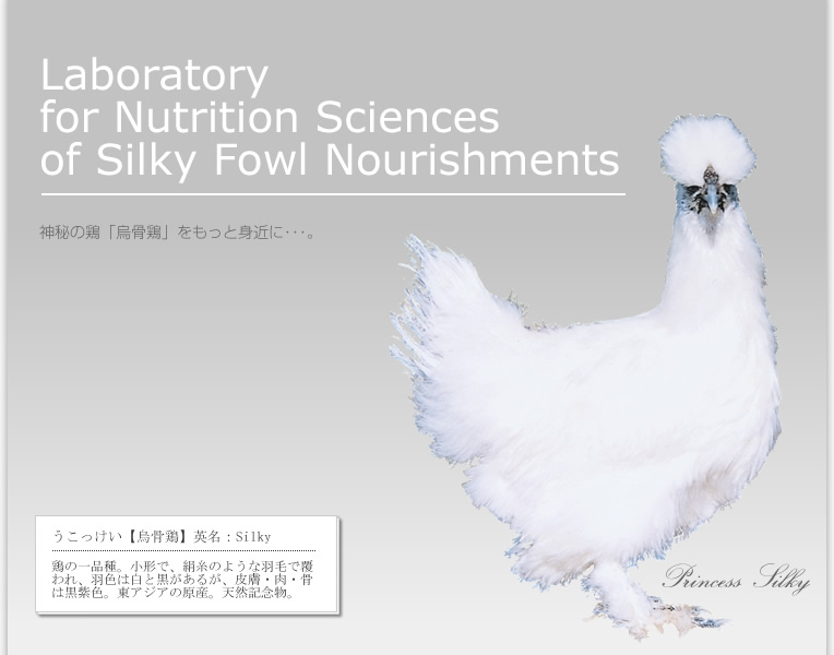烏骨鶏栄養科学研究所では烏骨鶏の栄養科学研究と発展的利用を通じて神秘の鶏「烏骨鶏」をもっと身近な存在として感じて頂ける様に努めて参ります。